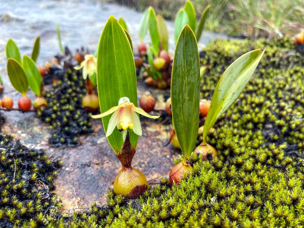 Cambodia Adventure Trekking Tours 16 Days